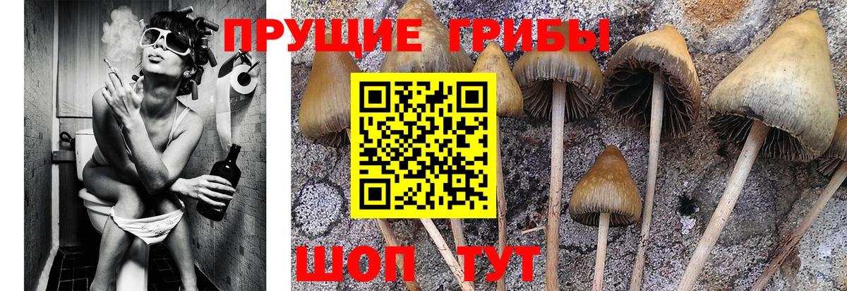 Лобня  Псилоцибиновые грибы MAGIC MUSHROOMS  Вход с VPN  Псилоцибиновые грибы прущие грибы 